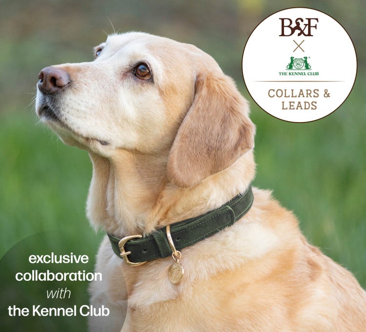 B&F Collars And Leads